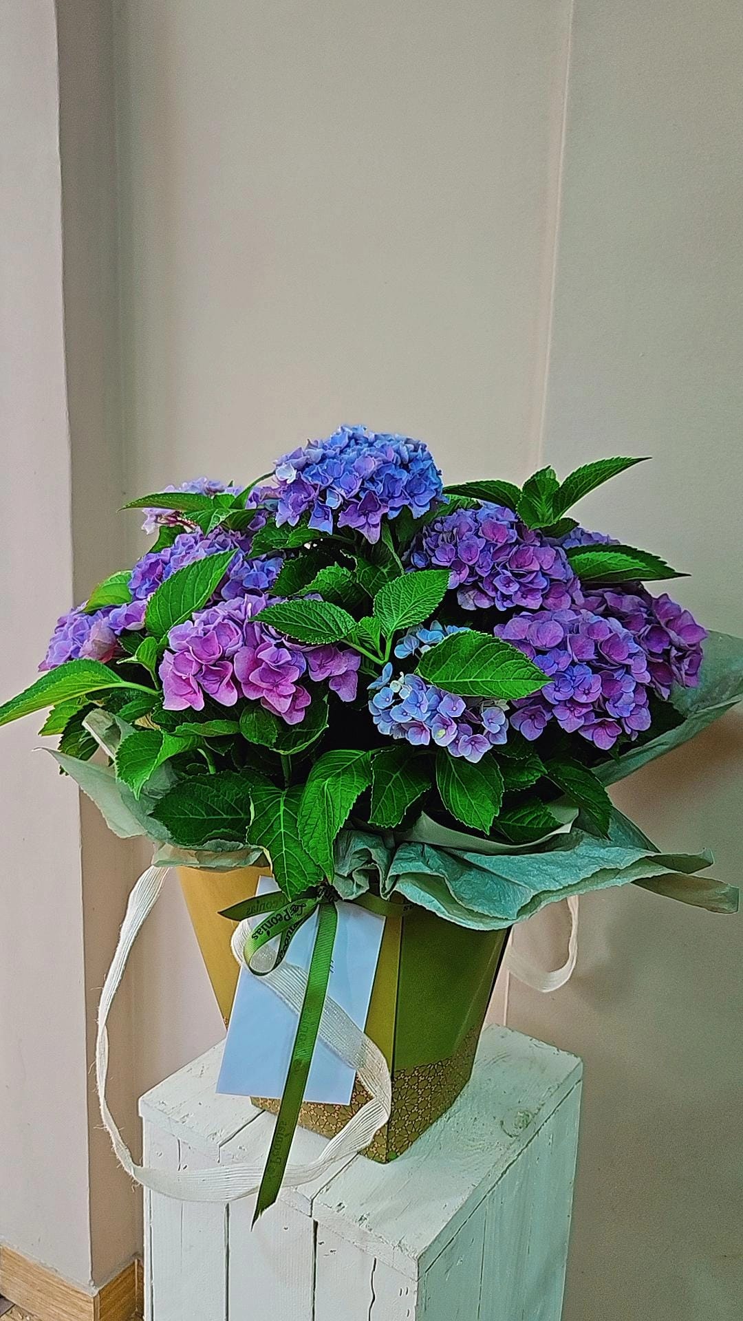 Hortensia natural en tonos azul y malva envuelta para regalo