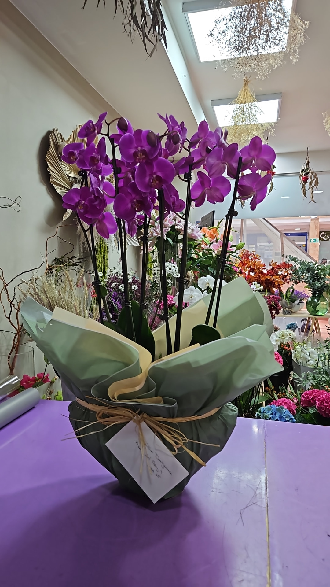Orquídea phalaenopsis morada envuelta en papel verde en la floristería