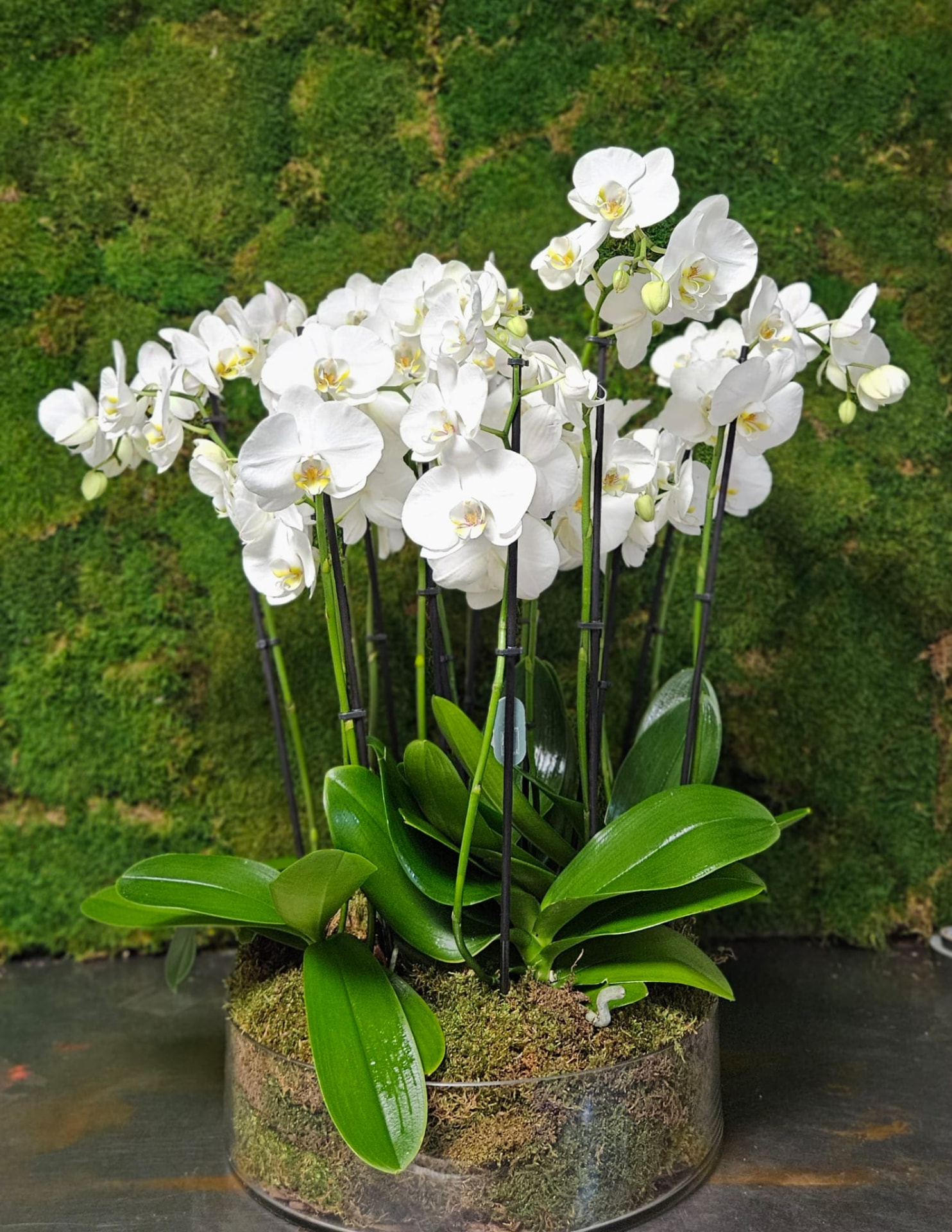 Composición de orquídeas blancas phalaenopsis con musgo en recipiente de cristal