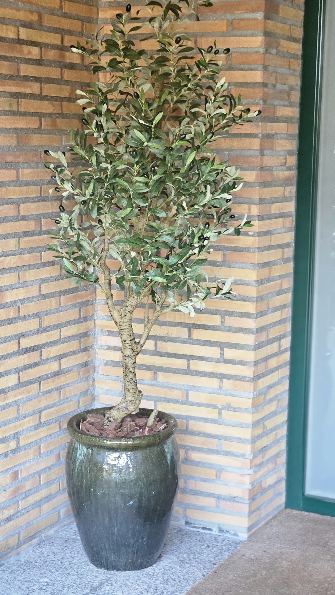 Olivo en maceta de cerámica verde para terraza o entrada
